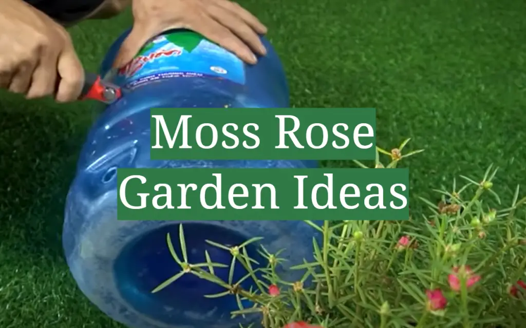 Moss Rose Garden Ideas GardenProfy