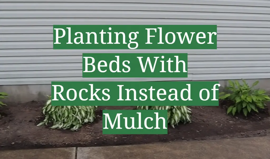 Planting Flower Beds With Rocks Instead of Mulch GardenProfy