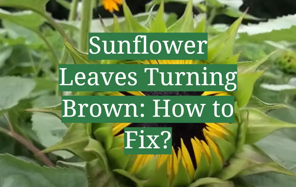 Sunflower Leaves Turning Brown How to Fix? GardenProfy