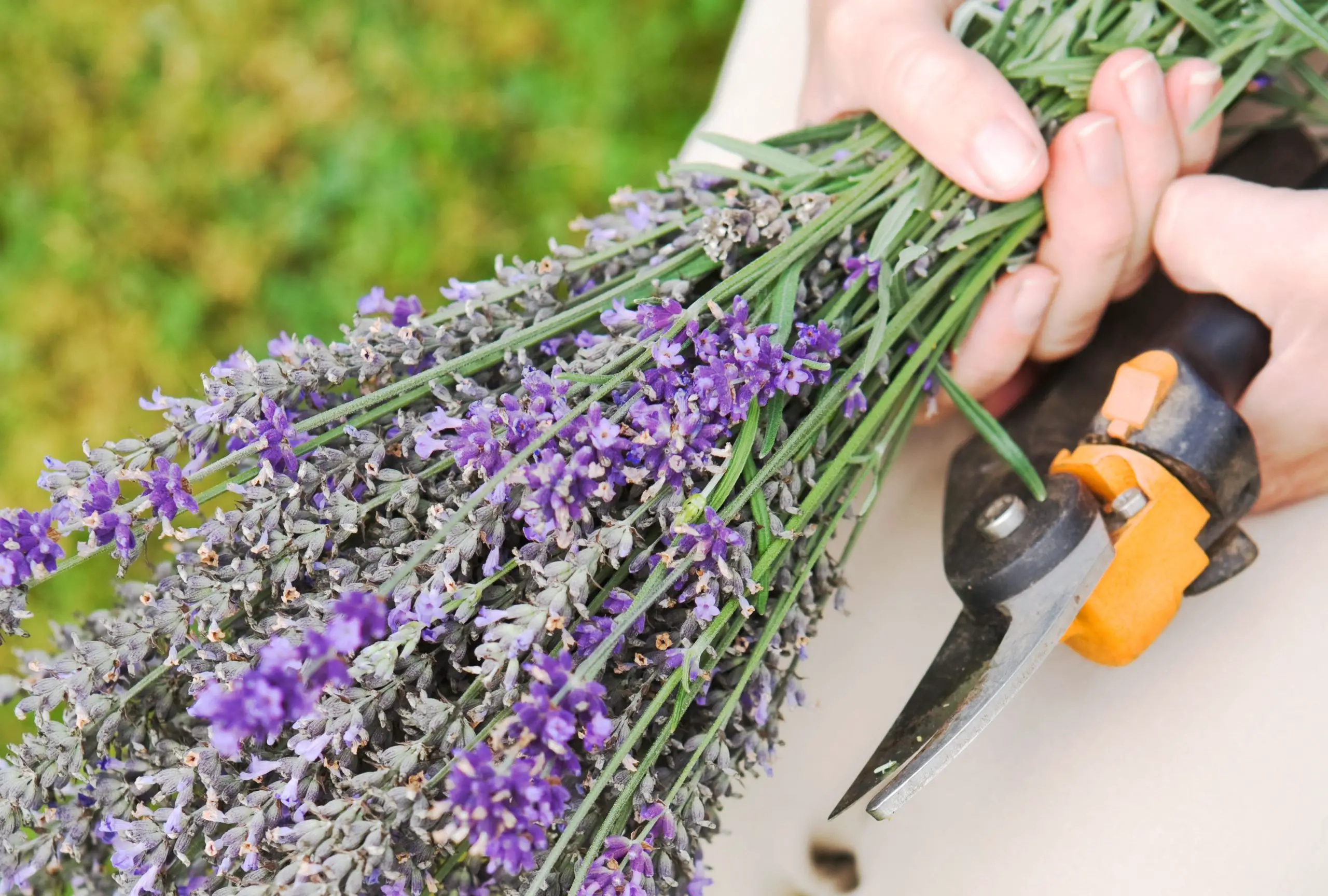 Tips for Pruning Lavender in Spring