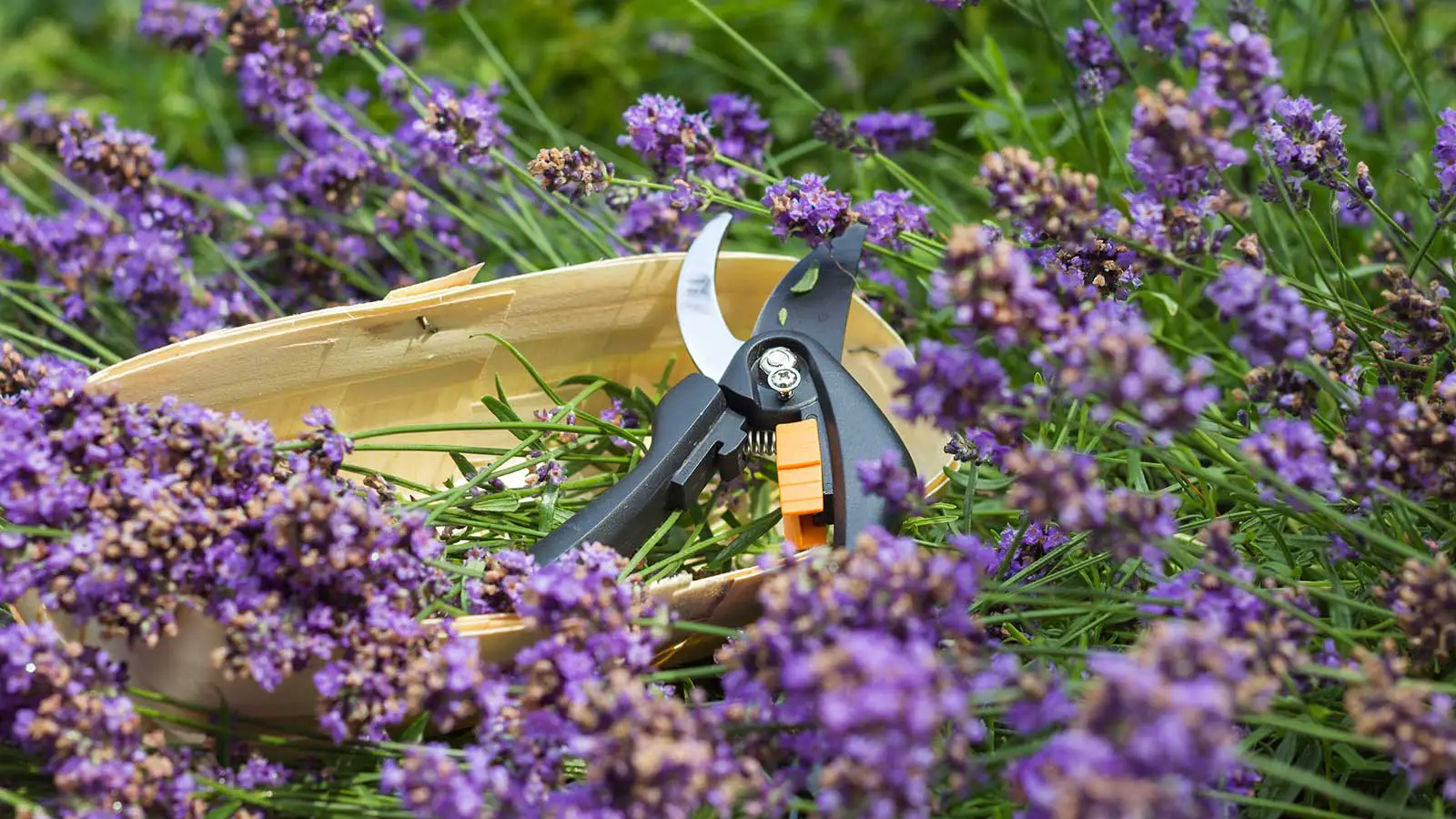 Tips for Pruning Lavender in the Fall