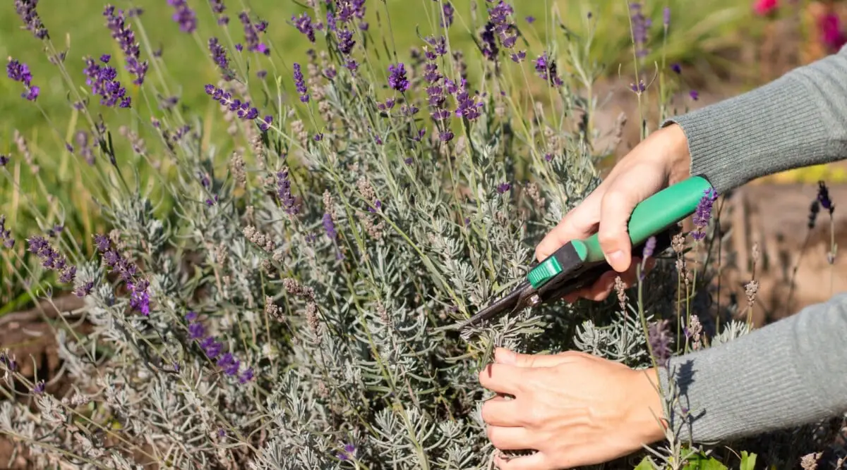 Tools for Pruning Woody Lavender