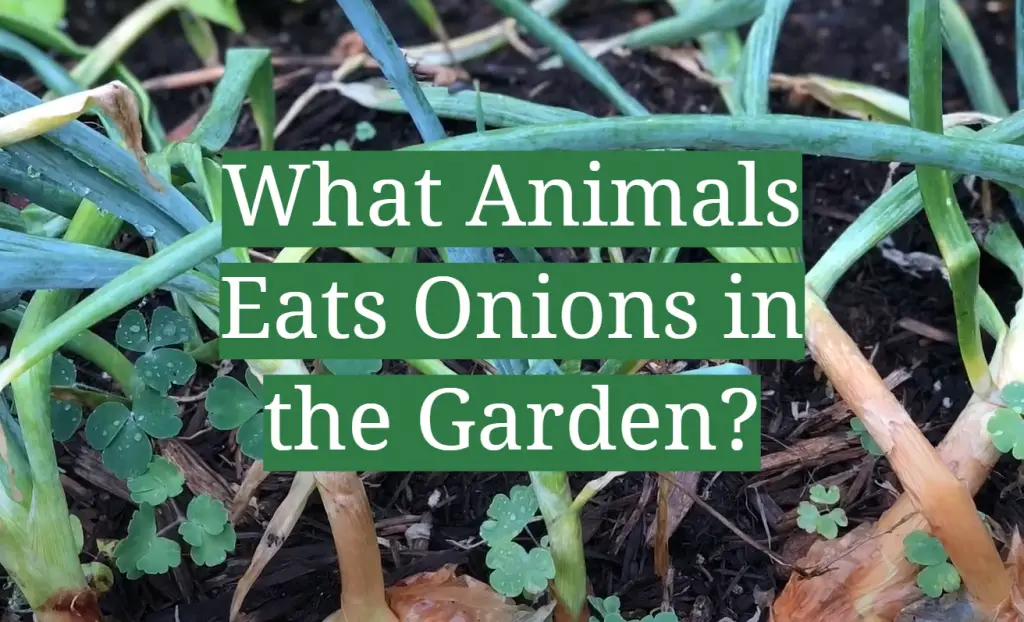 What Animals Eats Onions in the Garden? GardenProfy