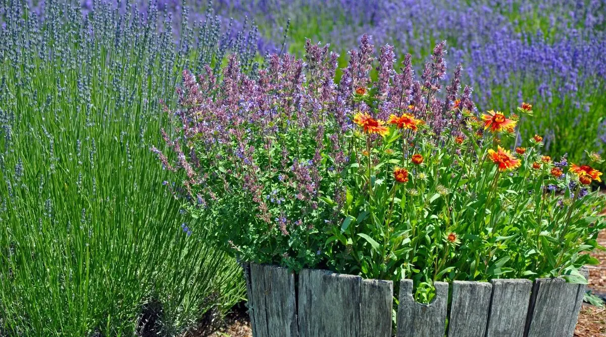 When and where is the ideal time to plant lavender
