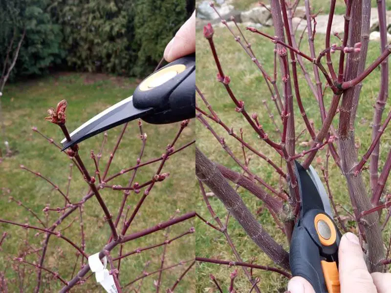 Which branches to prune from a maple tree