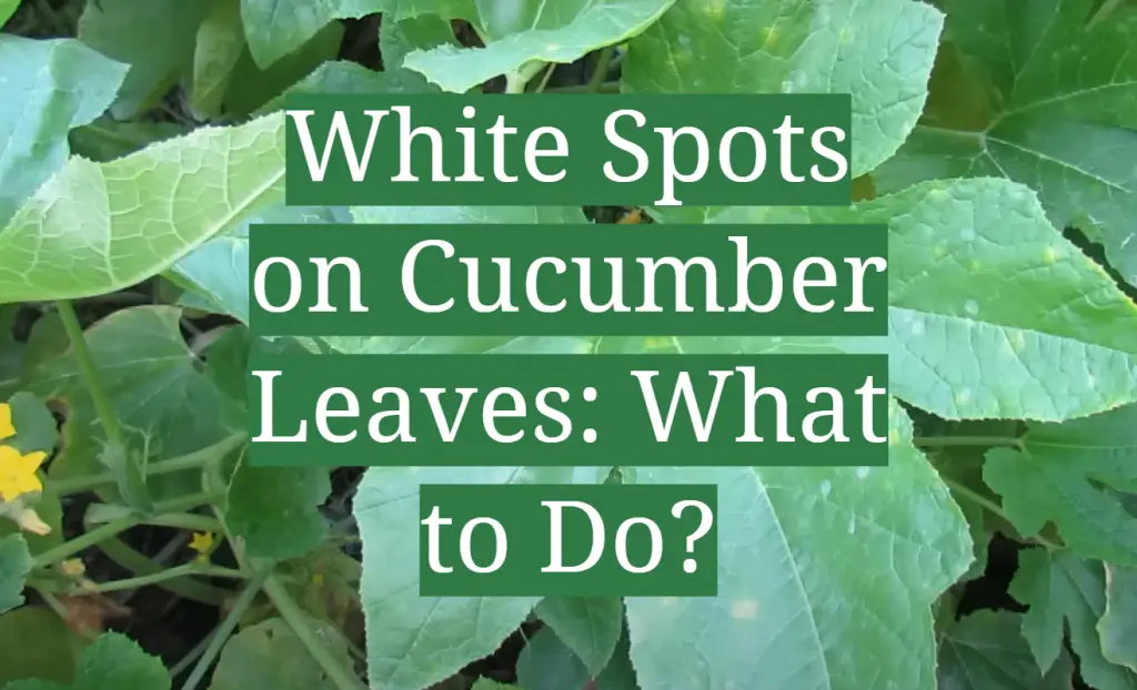 white-spots-on-cucumber-leaves-what-to-do-gardenprofy