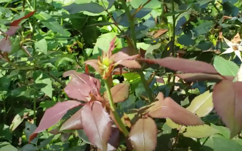 Do all roses respond positively to coffee grounds?