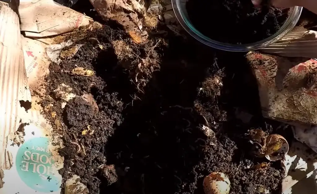 Water the Roses Well After Applying the Coffee Grounds Fertilizer