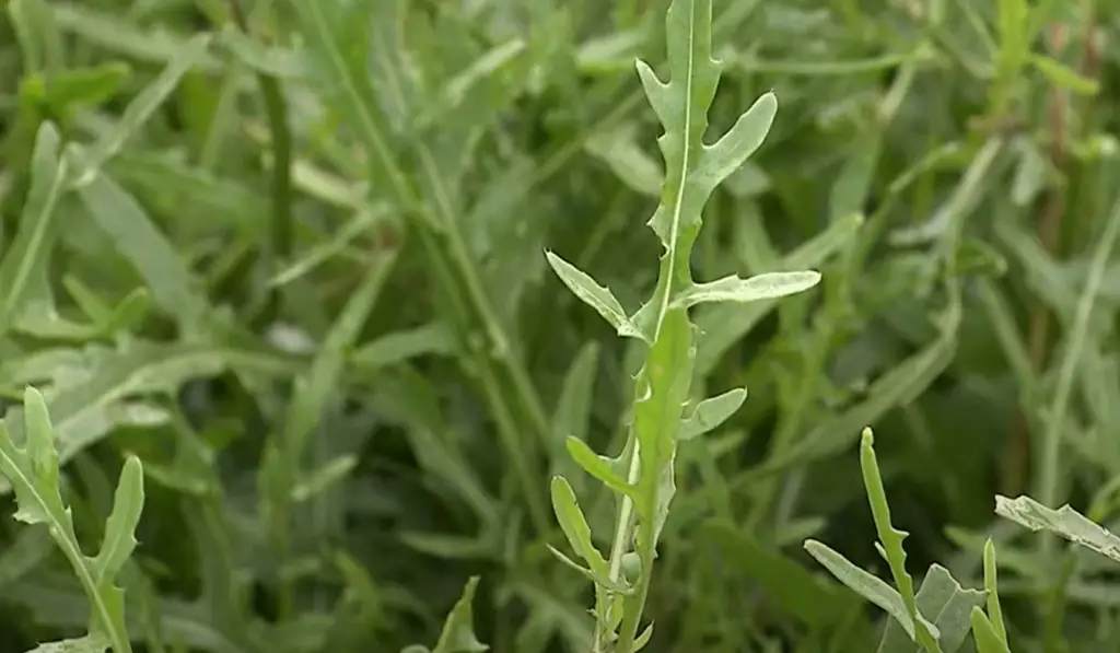 Parsley (Petroselinum Crispum)