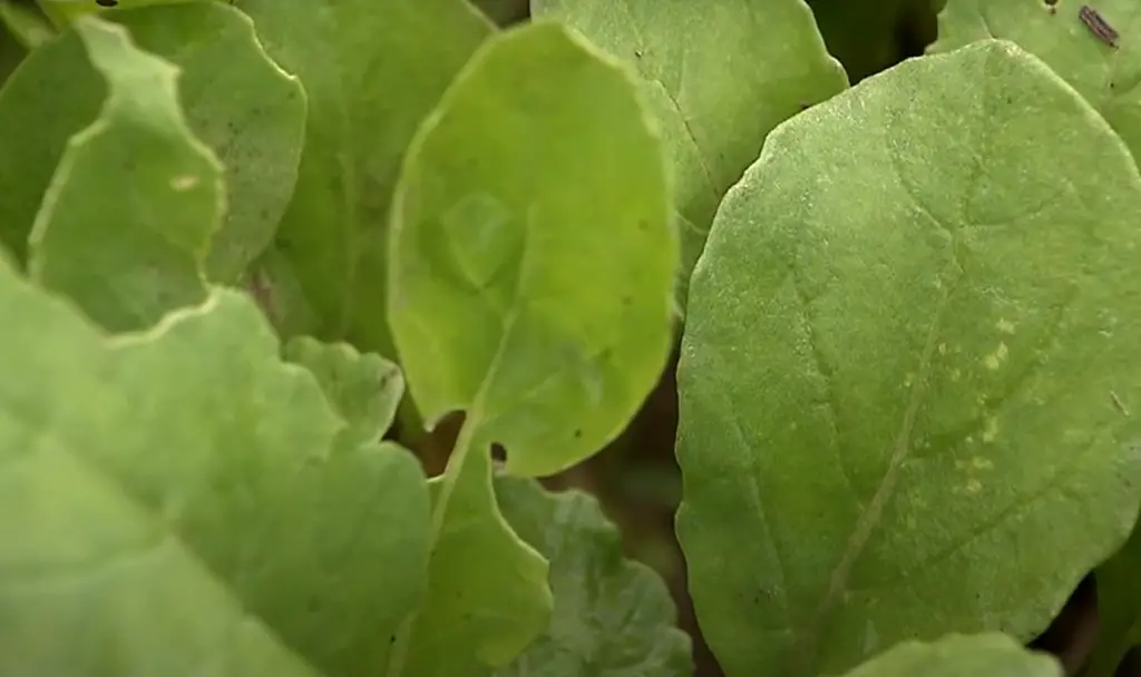 Spinach (Spinacia Oleracea)