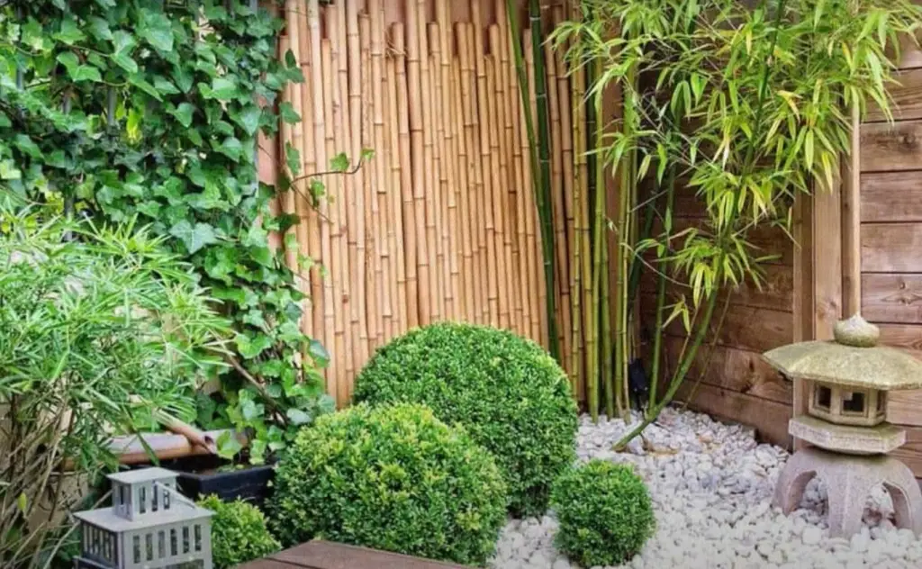 Which type of bamboo is best for creating a natural wall or privacy screen?