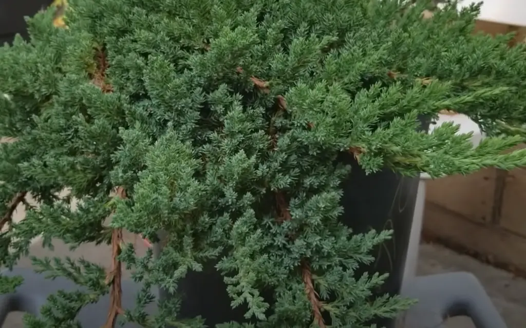 Can you plant blue point juniper next to house?