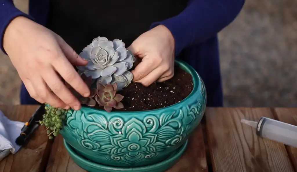 Can succulents survive partial shade?