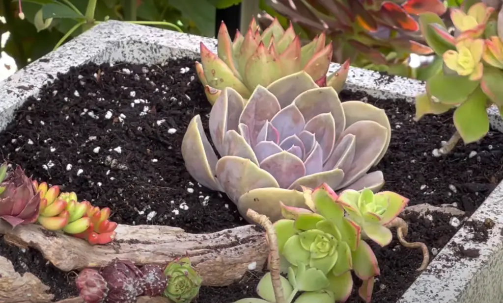 How often should I water my succulents?