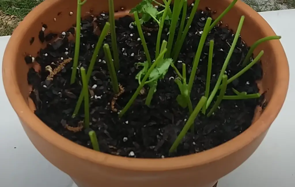 Troubleshooting Common Problems with Growing Cilantro from Cuttings
