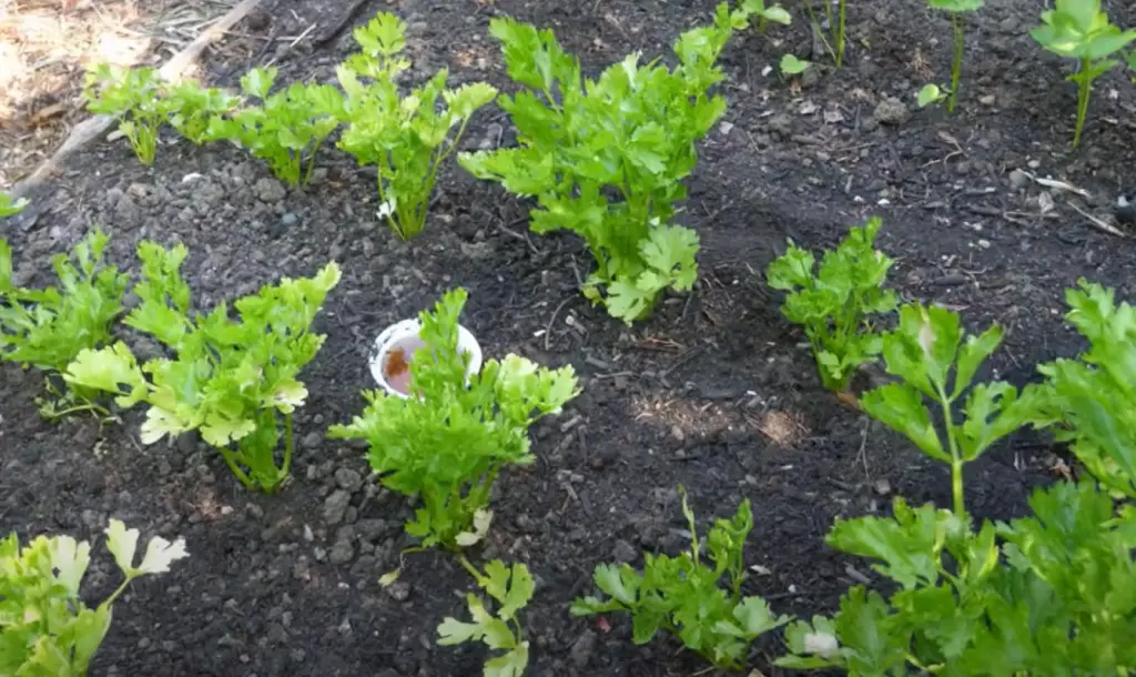 Is celery difficult to grow?