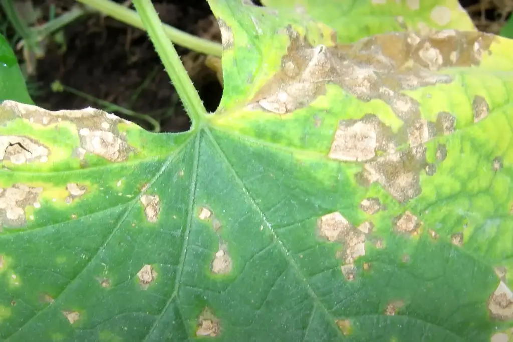 Can You Save An Overwatered Cucumber Plant?