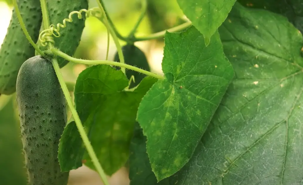 Are Coffee Grounds Good Fertilizer For Cucumbers?