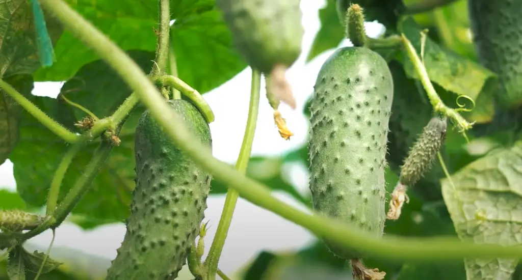 What is the best natural fertilizer for cucumbers?