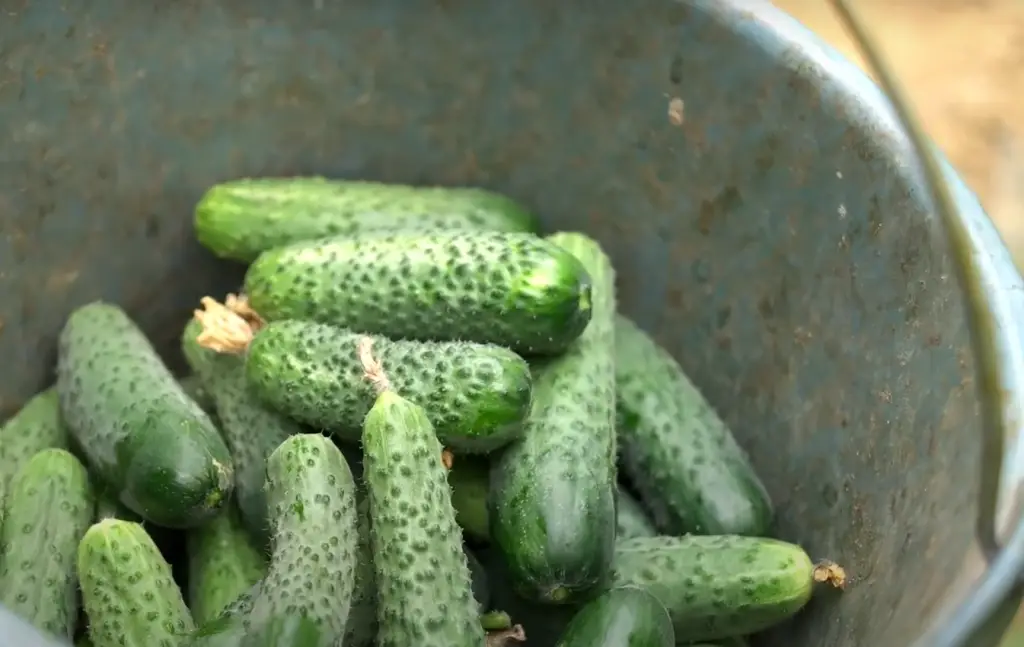 Causes of Cucumber Leaves Turning Yellow