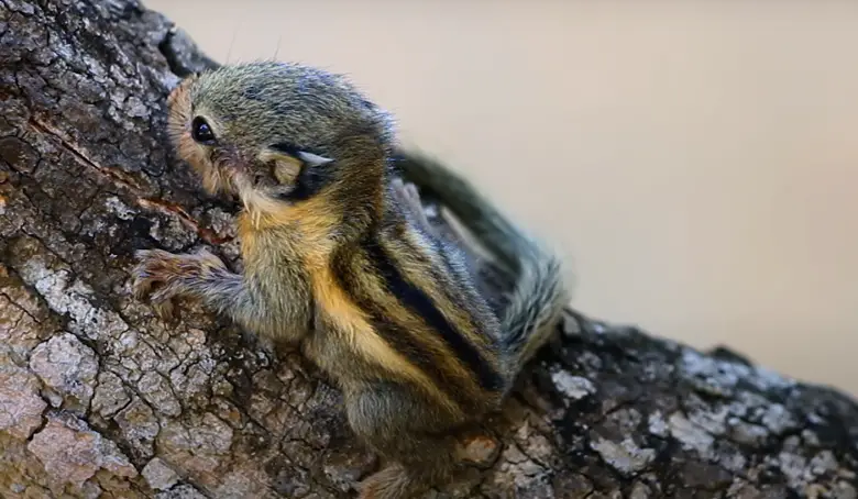 Do Chipmunks Eat Tomatoes in the Garden? - GardenProfy