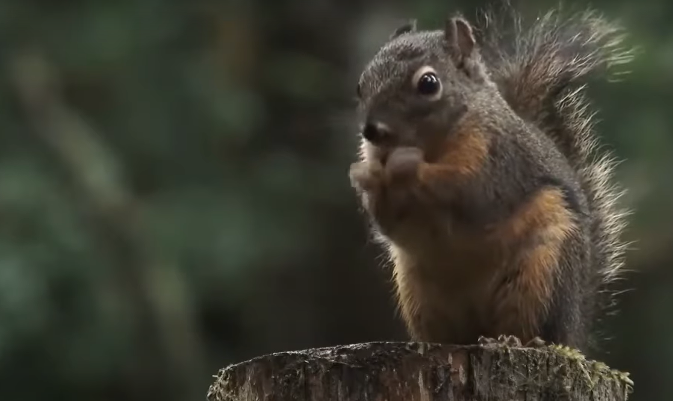 Do Chipmunks Eat Tomatoes in the Garden? GardenProfy