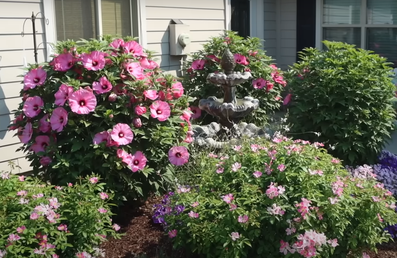 Does Hibiscus Come Back Every Year? GardenProfy