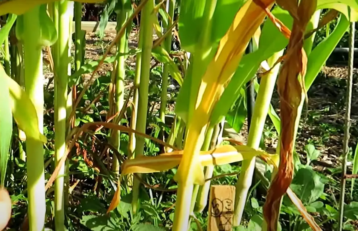 Garden Plants That Look Like Corn Dogs GardenProfy