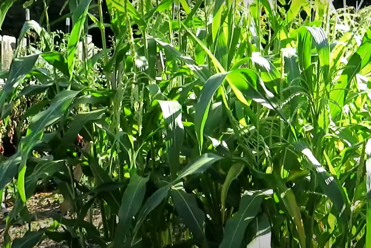 Garden Plants That Look Like Corn Dogs GardenProfy