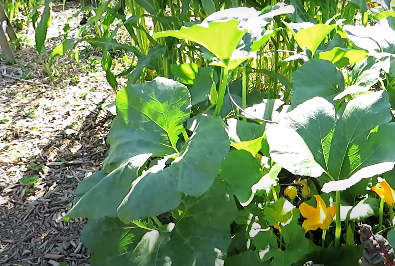 Garden Plants That Look Like Corn Dogs GardenProfy