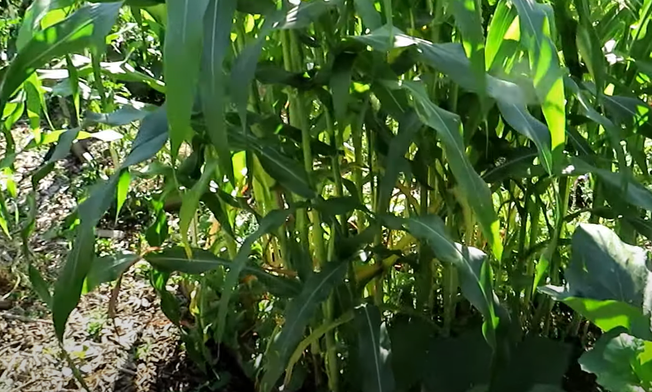 Garden Plants That Look Like Corn Dogs GardenProfy