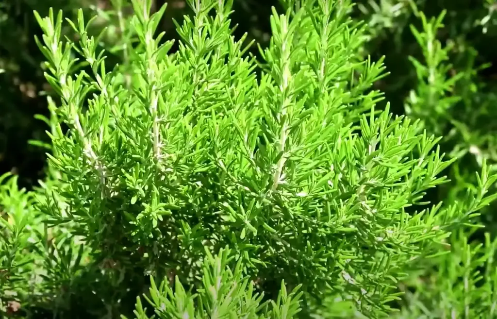 Russian Sage (Perovskia Atriplicifolia)