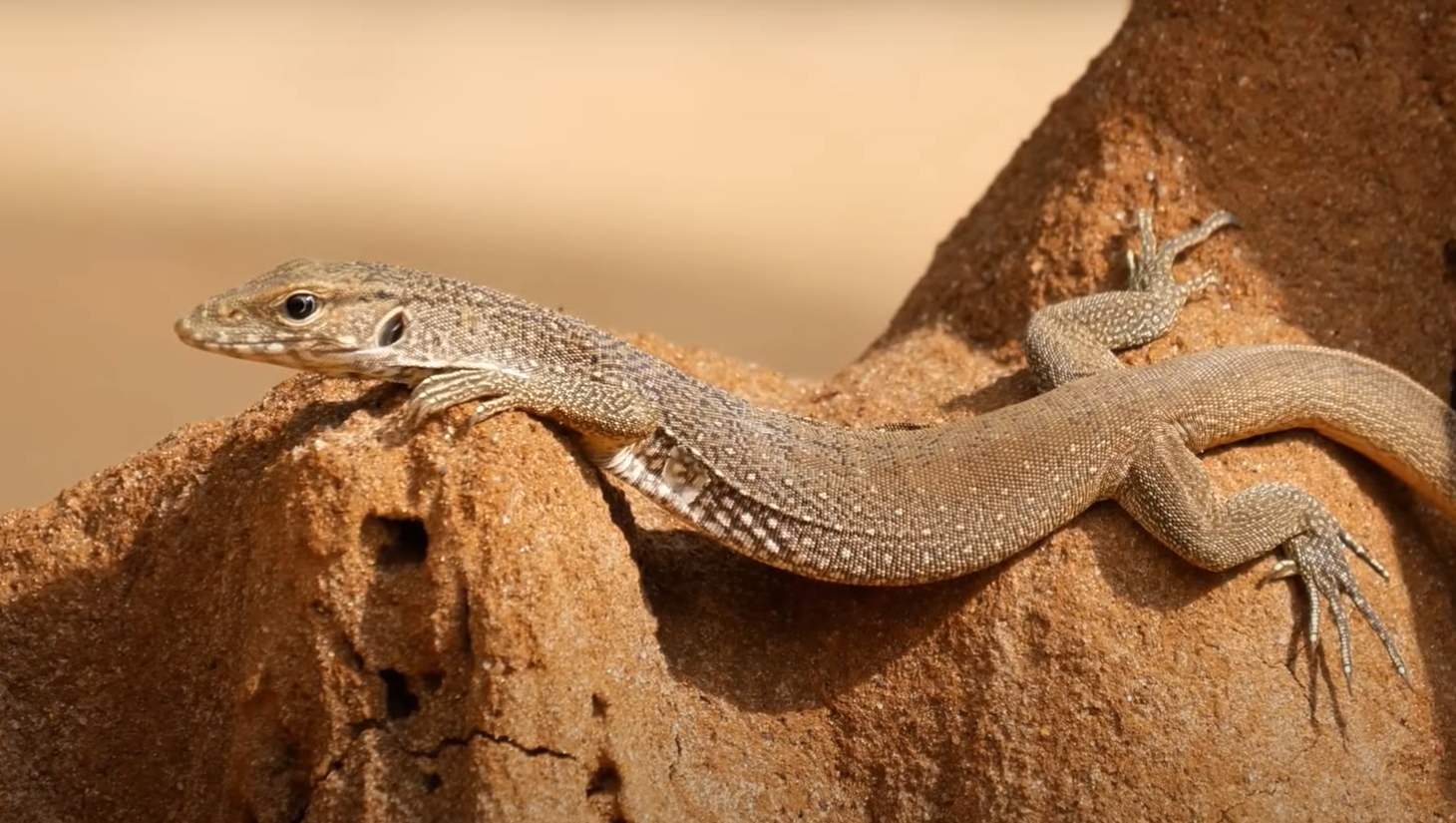 Garden Plants That Repel Lizards GardenProfy