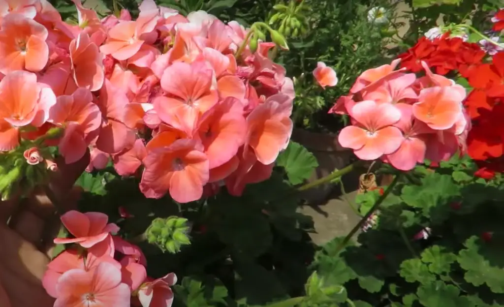 What are some common pests of geraniums?
