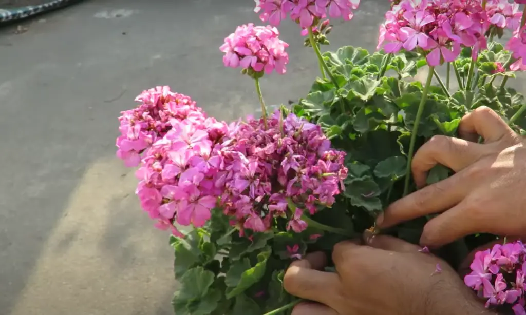 Does adding sand to the soil help geraniums to grow?