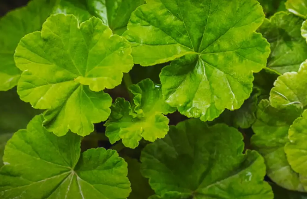 How Often Should I Water Geraniums?