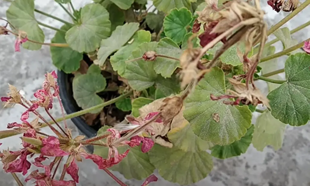 Will overwatered geraniums recover?