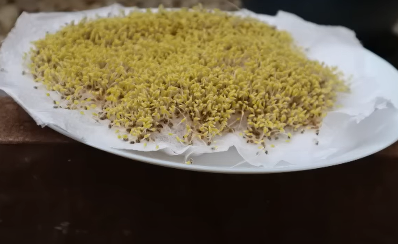 green seeds that stick to your clothes