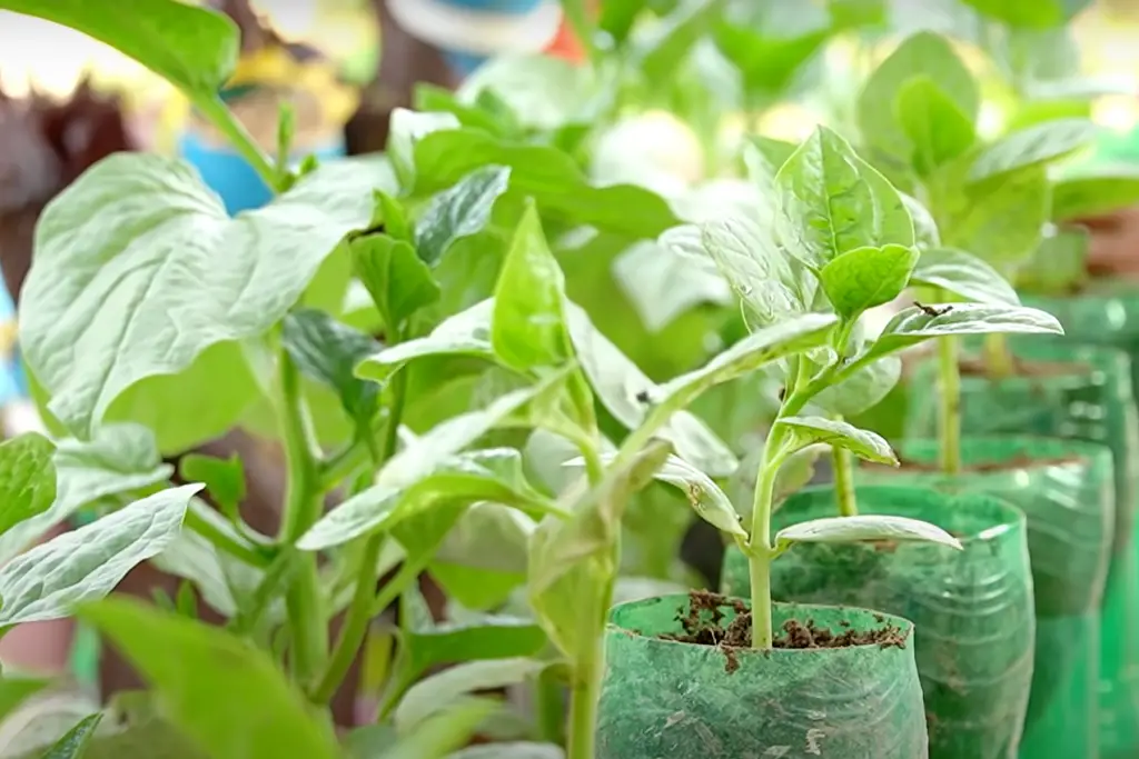 How much time does a hanging vegetable garden require?
