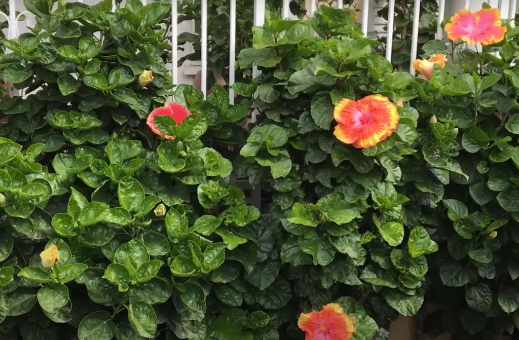 What other plants go with hibiscus?
