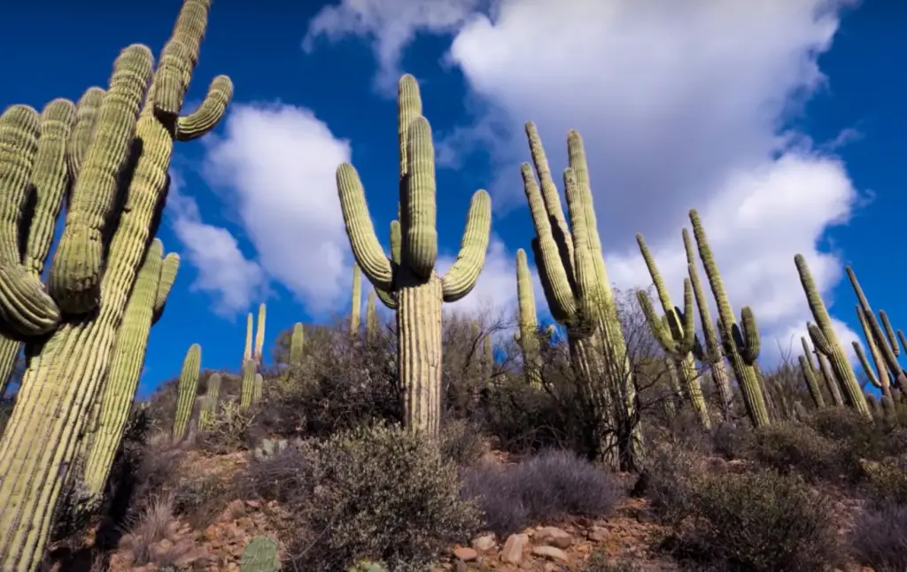 What is a high desert climate?