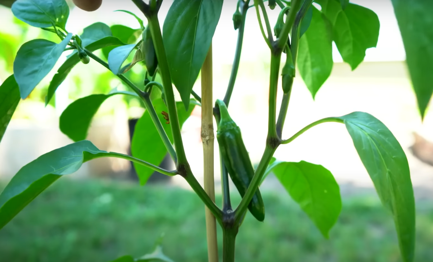 How Long Do Jalapeno Plants Live? GardenProfy