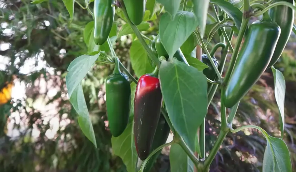 How Long Do Jalapeño Pepper Plants Live in the Tropics?