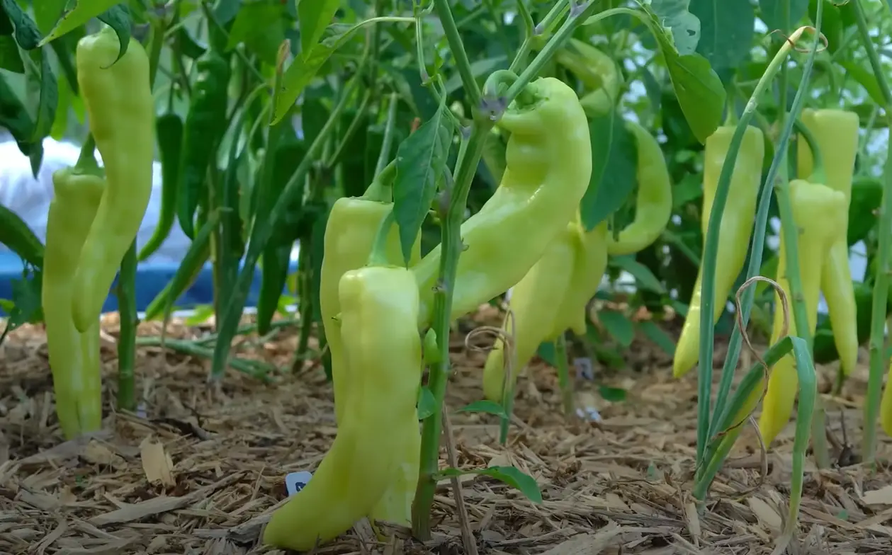 How Long Do Pepper Plants Live? GardenProfy