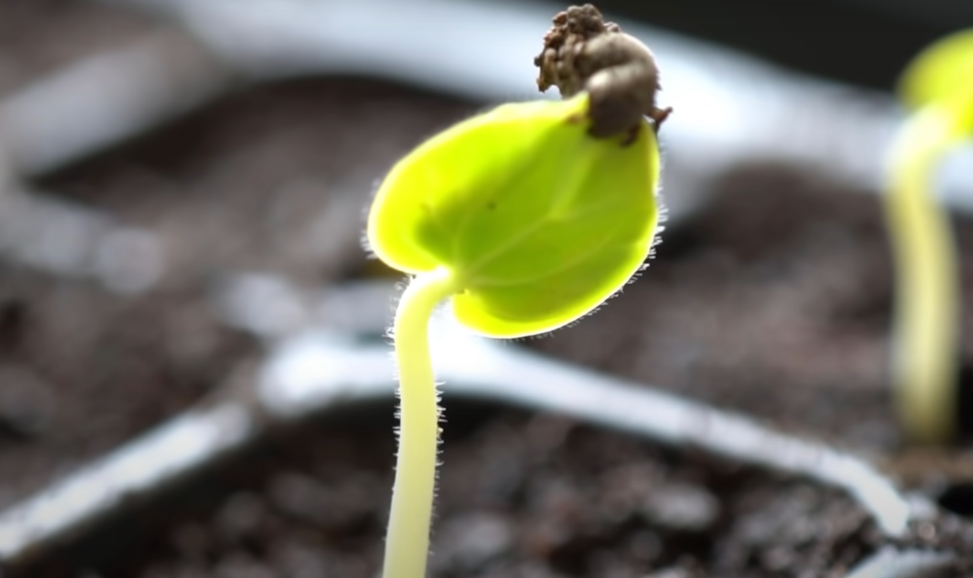 How Long Does Okra Take to Grow? GardenProfy