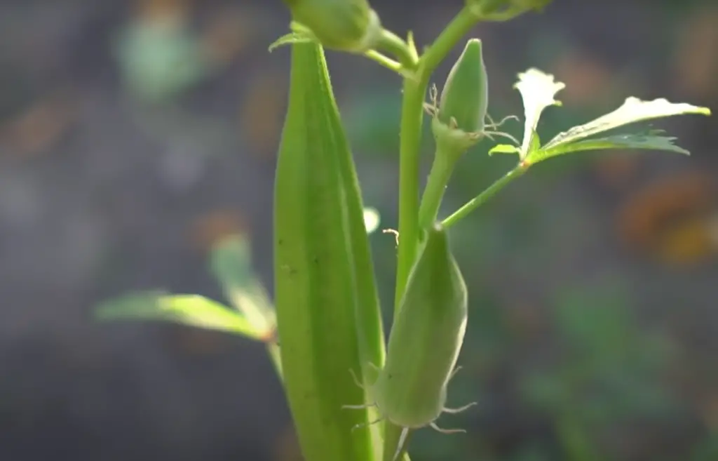 Can I grow okra indoors?