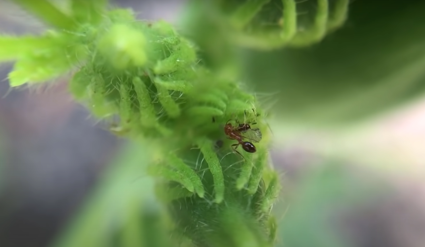 How Long Does Okra Take to Grow? GardenProfy