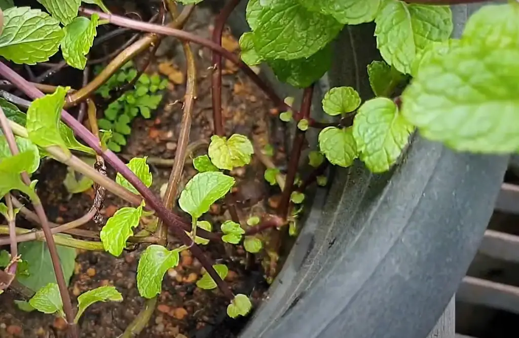 Signs of Too Much or Too Little Water in Your Mint Plant