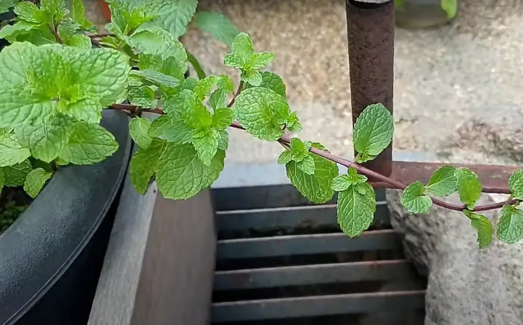 When to Water Your Mint Plant?