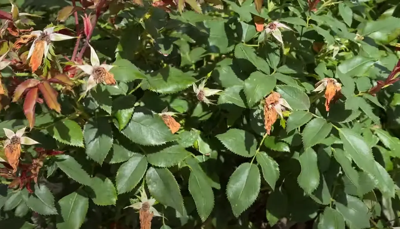 How to Deadhead Knockout Roses? GardenProfy